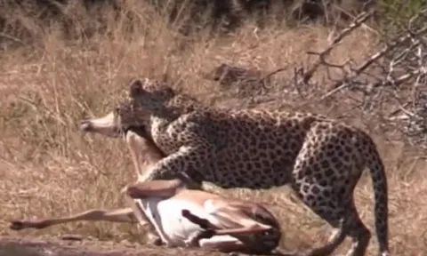 CLIP: Bị báo đốm ngoạm chặt cổ, linh dương vẫn thoát chết ngoạn mục nhờ sự xuất hiện của linh cẩu