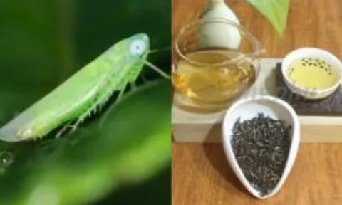 Loại trà quý hiếm bậc nhất, giá tăng gấp 13 lần 'càng bị bọ ăn càng đắt', Việt Nam may mắn có vài tỉnh trồng được