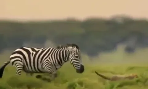 CLIP: Vừa mon men tới tấn công ngựa vằn, báo săn đã bị kẻ đi săn đuổi cho 'chạy té khói'