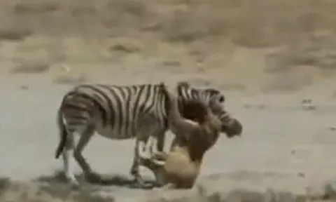 CLIP: Bị sư tử ngoạm chặt cổ, ngựa vằn vẫn có màn 'lật kèo' đáng ngưỡng mộ