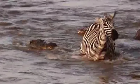 CLIP: Vượt sông bị cá sấu cắn trúng chân, ngựa vằn vẫn khiến kẻ đi săn 'ôm hận'