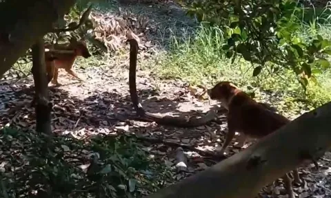 CLIP: 2 con chó nhà hợp sức tấn công rắn hổ mang 'khủng' và cái kết