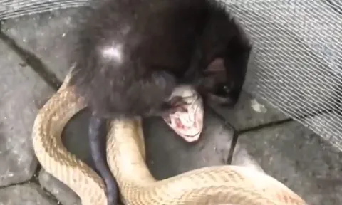 CLIP: Bị nhốt chung với chuột, rắn hổ mang lâp tức gặp 'ác mộng'