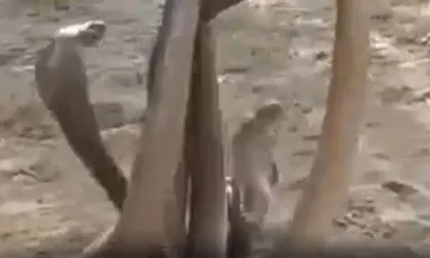 CLIP: 'Ớn lạnh' trước màn đại chiến của 4 con rắn hổ mang 