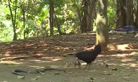 CLIP: Tấn công gà mẹ, rắn hổ mang phun nọc Java lập thức nhận 'quả báo'