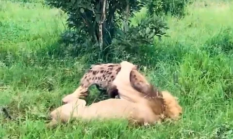CLIP: Linh cẩu ăn phải 'gan hùm', đại chiến với sư tử và cái kết gây chú ý