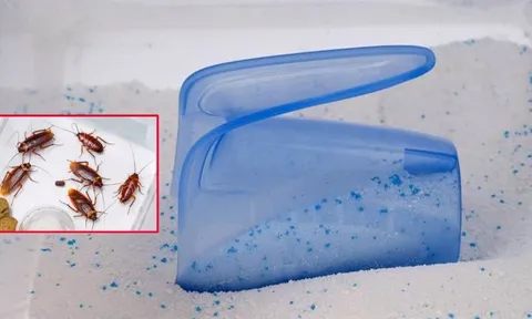 Cách diệt gián từ bột giặt và cơm nguội hiệu quả mà rất ít người biết