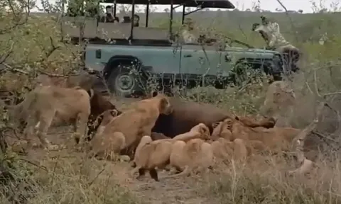 CLIP: Bị đàn sư tử ‘xúm đen xúm đỏ’ xâu xé, trâu rừng tưởng chừng đã bỏ mạng, nhưng chuyện tiếp theo khiến nhiều người ngỡ ngàng