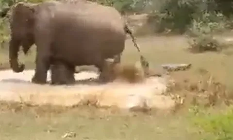 CLIP: Tấn công voi con, cá sấu suýt bỏ mạng vì phải hứng chịu cơn thịnh nộ của voi mẹ