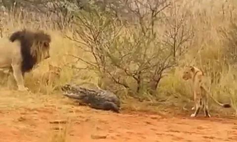 CLIP: Bị đàn sư tử truy sát, cá sấu có màn phản đòn khiến đối thủ 'bẽ mặt'