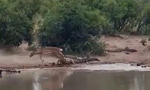 CLIP: Đang uống nước, linh dương Impala bị cá sấu tập kích và cái kết