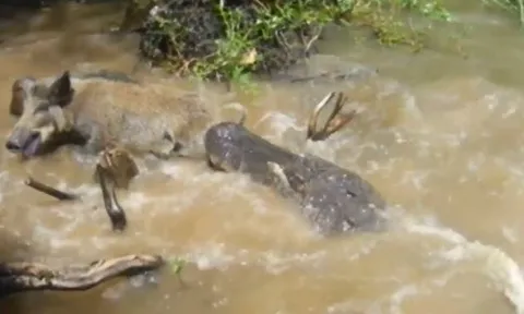 CLIP: Ớn lạnh trước cảnh cá sấu đoạt mạng trước mặt du khách