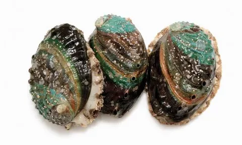 Lần đầu đi ăn bào ngư, nếu nhân viên hỏi bạn muốn gọi mấy 'đầu', đây là một câu trả lời chuyên nghiệp, nếu không sẽ khiến mọi người bật cười