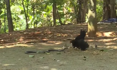 CLIP: Gà mẹ dũng cảm mổ liên tiếp vào đầu rắn hổ mang phun nọc, bảo vệ đàn con