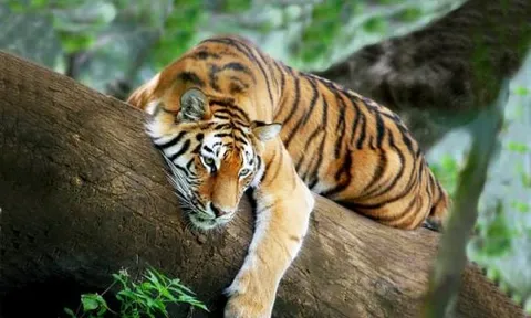 4 con giáp trời sinh may mắn, có số đại gia, làm gì cũng suôn sẻ thuận lợi hơn người