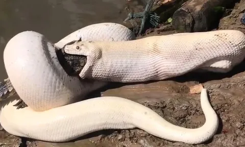 CLIP: Rùng mình trước cảnh trăn Miến Điện bạch tạng tóm gọn rồi nuốt chửng cá sấu