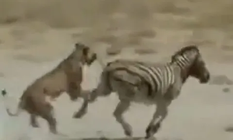 CLIP: Bị sư tử ngoạm chặt cổ, ngựa vằn vẫn có màn 'lật kèo' ngoạn mục, đá văng hàm kẻ đi săn tháo chạy