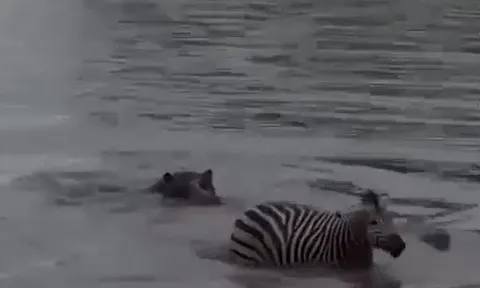 CLIP: Hà mã 'hóa người hùng', thành công giải cứu ngựa vằn khỏi hàm răng sắc nhọn của cá sấu