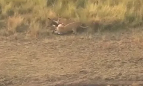 CLIP: Vừa thoát khỏi cá sấu, ngựa vằn đã lập tức bị sư tử tập kích và cái kết gây chú ý