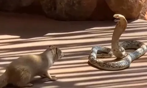 CLIP: Mãn nhãn trước màn tử chiến gay cấn của rắn hổ mang chúa và cầy mangut vàng