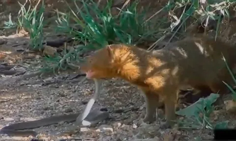 CLIP: Tiếp cận đàn cầy mangut con, rắn mamba đen bị cầy mangut mẹ xé xác không thương tiếc