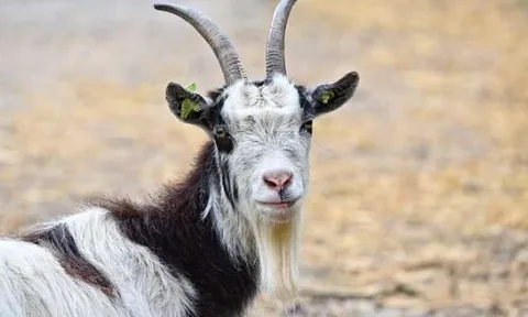 4 con giáp liên tục gặp may mắn, có tài lộc dồi dào và hạnh phúc hơn trong năm 2025