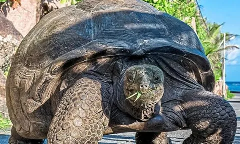 Con rùa bị 'thần chết lãng quên', sinh ra cùng thời vua Càn Long và vẫn sống khỏe tới tận thế kỷ 21, sống lâu hơn cả 3 người nuôi