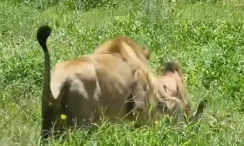 CLIP: Sư tử 'tung chiêu độc', đoạt mạng linh dương đầu bò trong vòng 'một nốt nhạc'