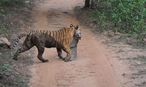 CLIP: Ớn lạnh trước cảnh hổ truy sát và đoạt mạng báo hoa mai