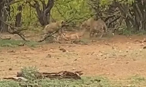 CLIP: Vừa săn được linh dương Impala, báo hoa mai đã lập tức 'bỏ của chạy lấy người' vì con vật này xuất hiện