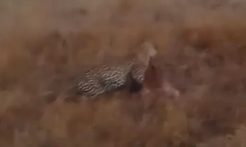 CLIP: Báo hoa mai lao vào cướp mồi của bầy chó hoang châu Phi rồi lao như bay lên cây