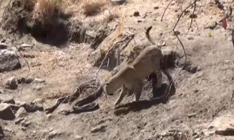 CLIP: Báo hoa mai 'tung chiêu', tóm gọn trăn đá châu Phi trong vòng '1 nốt nhạc'