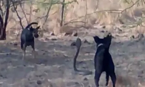 CLIP: 2 con chó nhà đại chiến với rắn hổ mang chúa 'khủng' và cái kết