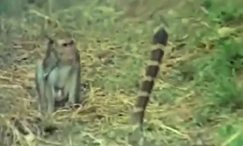 CLIP: Khỉ dở bài nhây trêu ngươi rắn hổ mang chúa và cái kết