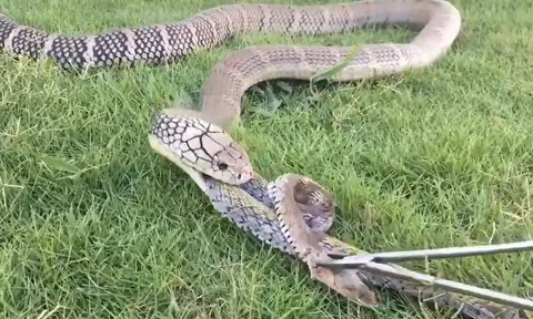 CLIP: 'Ớn lạnh' trước khoảnh khắc rắn hổ mang chúa ăn thịt đồng loại