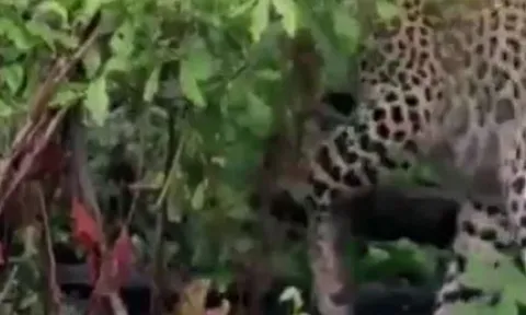 CLIP: Đụng độ ếch nhỏ, báo hoa mai có phản ứng khiến người xem 'sốc' nặng