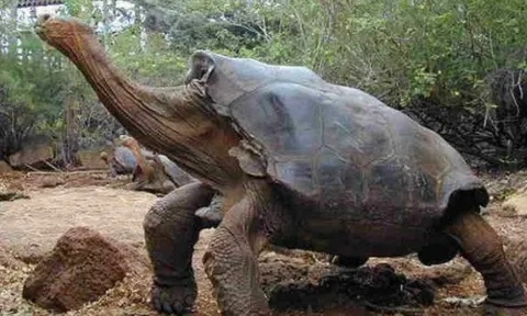 Tại sao con người chỉ có thể sống được 80 năm, nhưng rùa có thể sống được 200 năm?