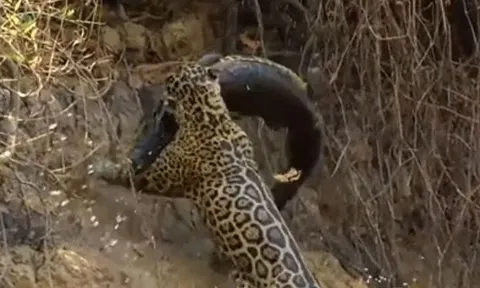 CLIP: Báo đốm phi thân xuống sông săn cá sấu Caiman và cái kết