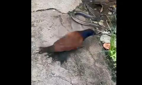 CLIP: Màn săn mồi chớp nhoáng của bìm bịp, rắn hổ hành bỏ mạng trong tích tắc