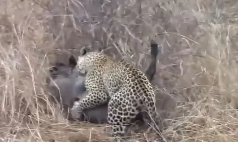 CLIP: Bị báo hoa mai cắn trọng thương, lợn rừng vẫn thoát chết ngoạn mục 'nhờ kẻ thứ 3'