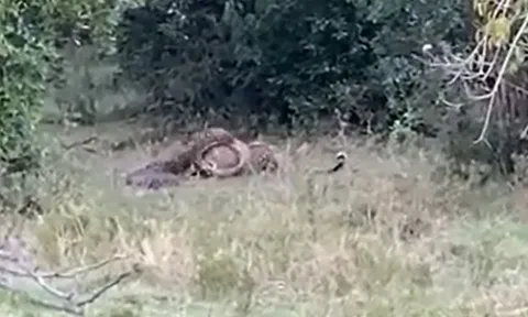 CLIP: Mãn nhãn trước màn tử chiến của trăn đá châu Phi và báo hoa mai