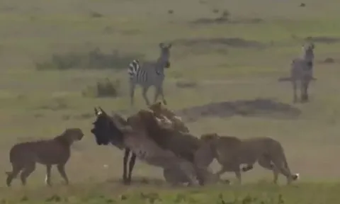 CLIP: Linh dương đầu bò một mình tử chiến với đàn báo săn và cái kết dễ đoán