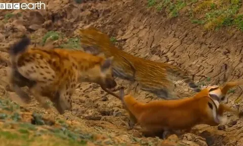 CLIP: Bị báo săn tóm được, linh dương Impala vẫn thoát chết ngoạn mục nhờ sự xuất hiện của linh cẩu