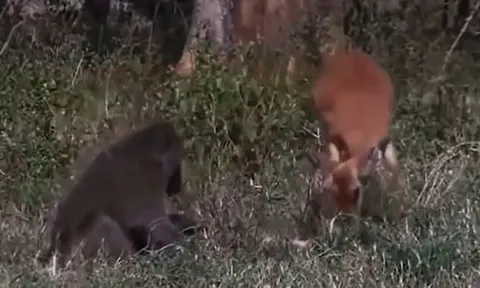 CLIP: Khỉ đầu chó trở thành 'người hùng', cứu mẹ con linh dương Gazen khỏi nanh vuốt của báo săn