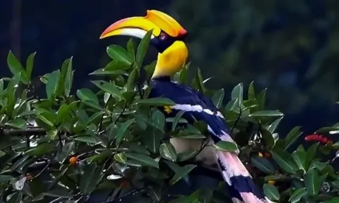 Loài chim quý của Việt Nam có mỏ đắt gấp 3 lần ngà voi, giá 150 triệu/kg: Nằm trong nhóm một Sách đỏ