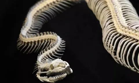 Kinh hãi 3 “quái xà” đã tuyệt chủng hàng triệu năm trước