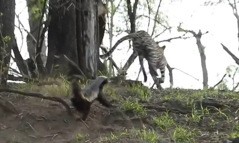 CLIP: Đi săn lửng mật con, báo hoa mai lập tức 'nếm quả đắng' từ 'kẻ bố đời'