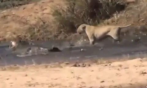 CLIP: Sư tử liều mạng xuống nước giành mồi với cá sấu và cái kết gây chú ý