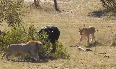 CLIP: 'Ná thở' xem cuộc chiến tay ba giữa trâu rừng, sư tử và cá sấu