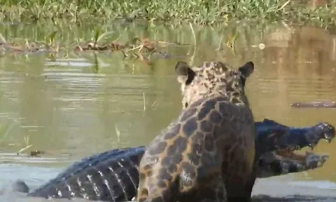 CLIP: Báo đốm phi xuống sông săn cá sấu Caiman và cái kết